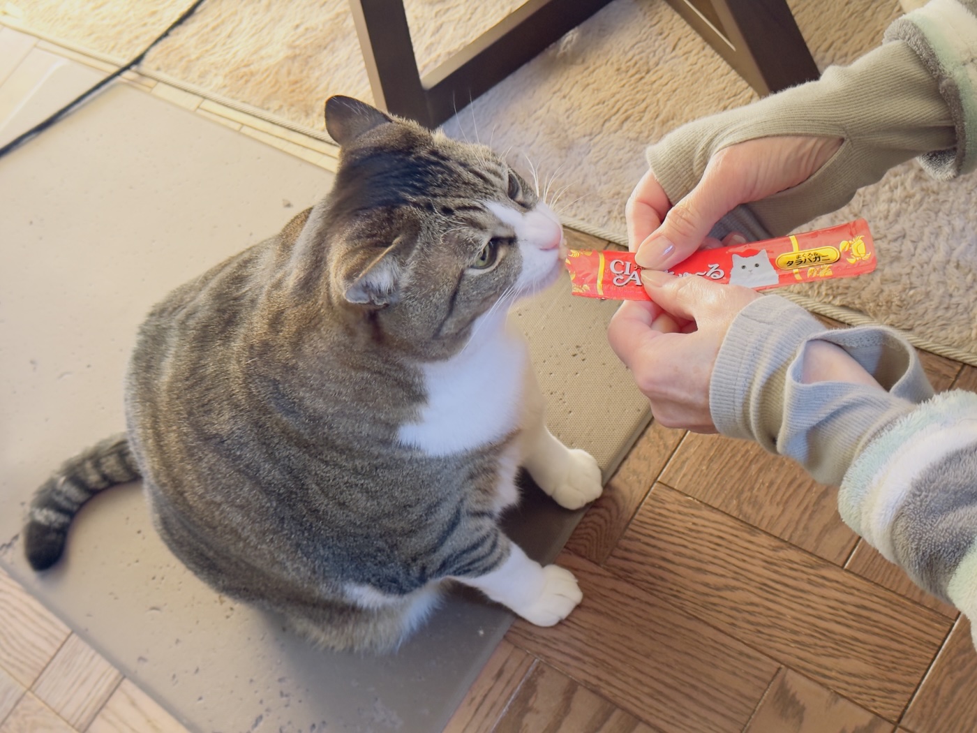 カイくん チュールの時間