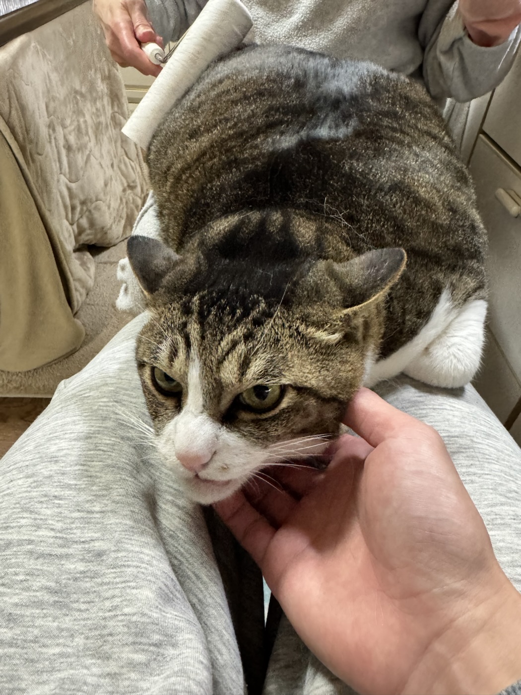 カイくん 人の手が好き