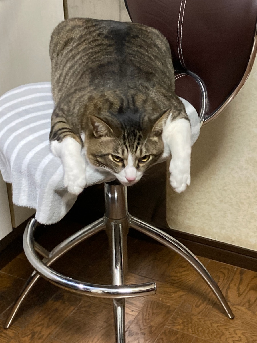 カイくん 2021年12月