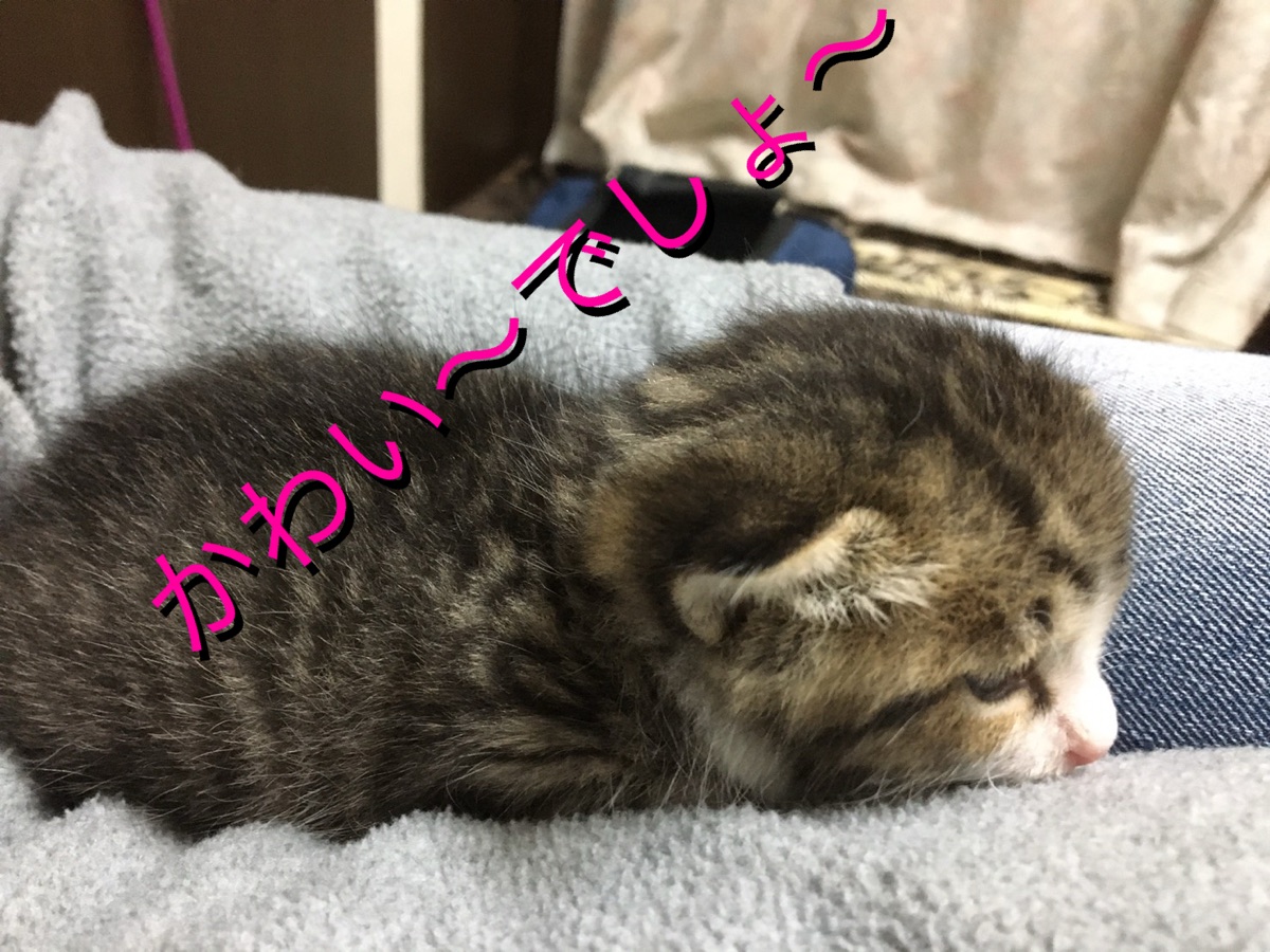 カイくん 2020年4月ごろ